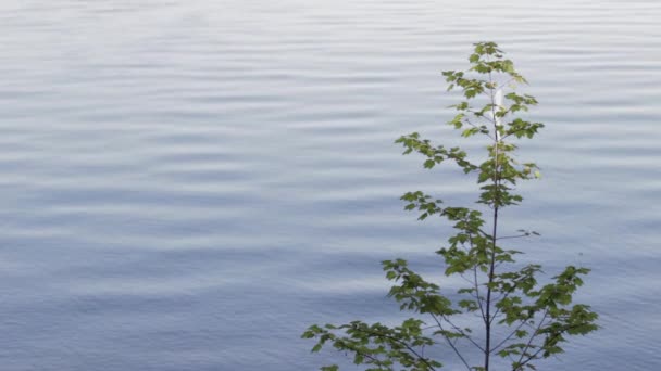 Peaceful Shot Green Leaf Maple Tree Front Blue Lake Calm — 비디오