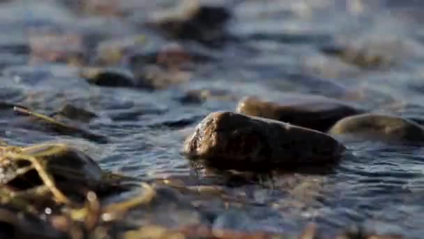 Close Calm Lake Waves Washing Sticks Stones Shallow Water Shore — Video Stock