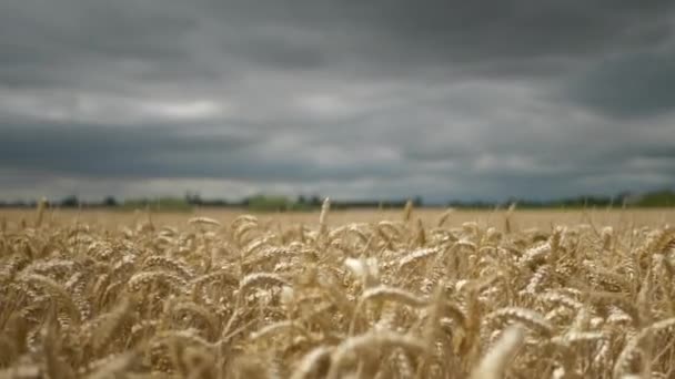 Wheat Field Blowing Tin Wind Daytime Pan Right Left Dark — ストック動画