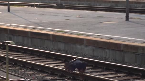 Tracking Shot Single Back Raven Flying Tracks Train Station — Wideo stockowe