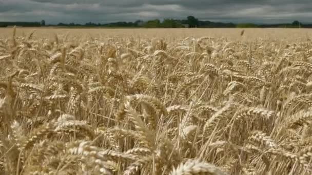 Wind Blowing Field Wheat Daytime Sunshine Moody Blue Sky Wide — Stockvideo