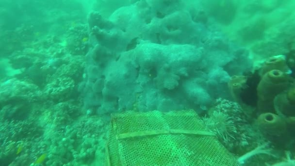 Underwater Shots Corals Fish — ストック動画