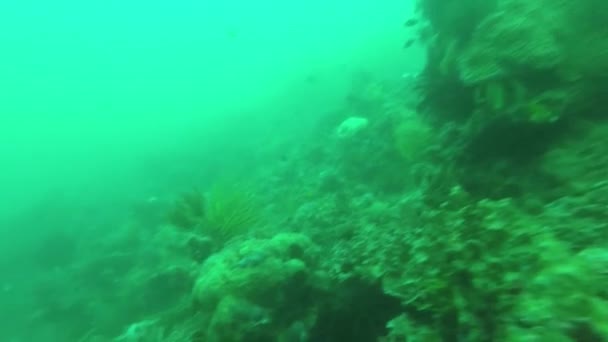 Underwater Shots Corals Fishes — ストック動画