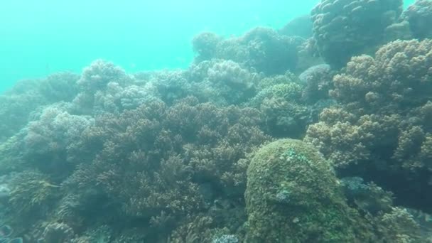 Υποβρύχια Πλάνα Από Κοράλλια Και Ψάρια — Αρχείο Βίντεο
