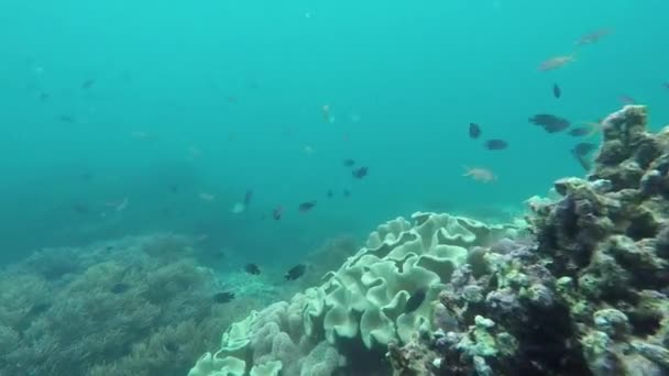 Underwater Shots Corals Fish — Stock Video