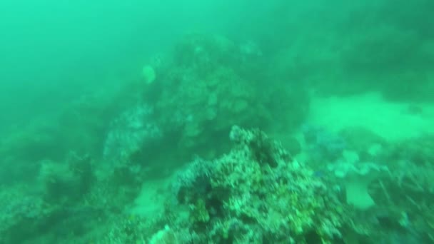 Scuba Divers Exploring Coral Reefs — Stok video