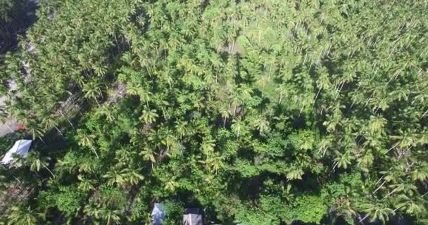 Coconut Trees Tropical Island — Stock video