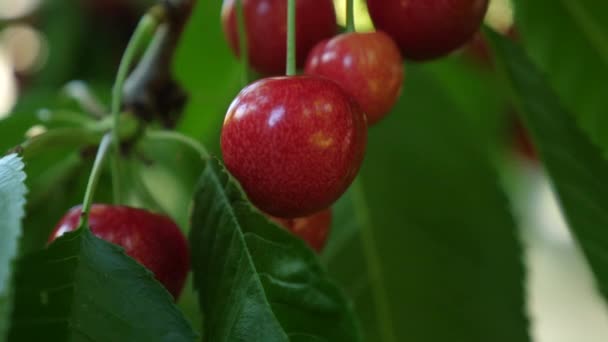 Static Slow Motion Shot Focusing Cherry Hanging Red Cherries Waving — Video