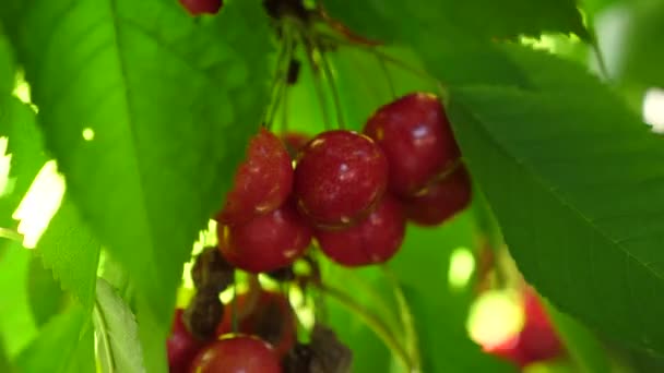 Static Slow Motion Shot Red Cherries Green Leaves Hanging Cherry — Stock video