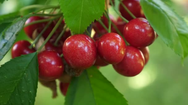 Static Slow Motion Shot Fresh Red Cherries Hanging Cherry Tree — Stockvideo