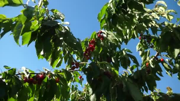 Static Slow Motion Shot Ripe Red Cherries Hanging Cherry Tree — Vídeo de Stock