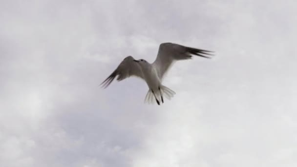 Seagulls Clouds Shot 120 Fps — Stock video