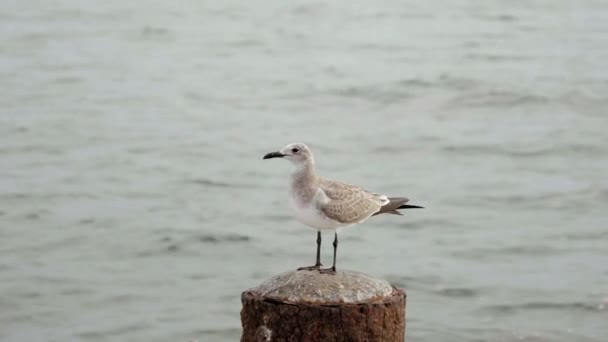 Seagull Flying Dock — Stockvideo