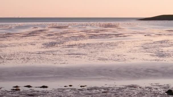 Foraging Migratory Birds Dutch Island Terschelling Zoom Out — Stock videók