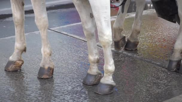 Close White Horse Feet Stomping Rainy Street Slow Motion — Video Stock