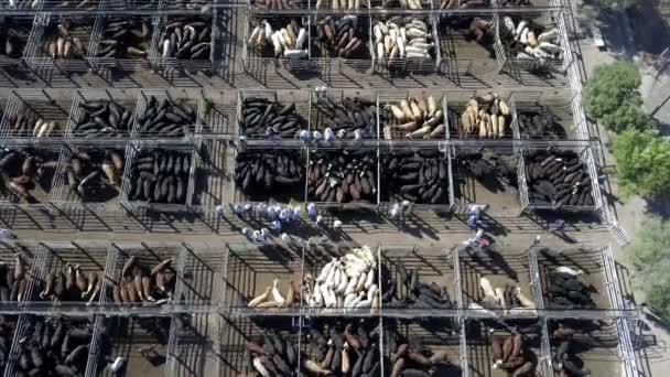 Static Top Aerial Footage Busy Cattle Auction Hundreds Cattle Huddled — Video Stock