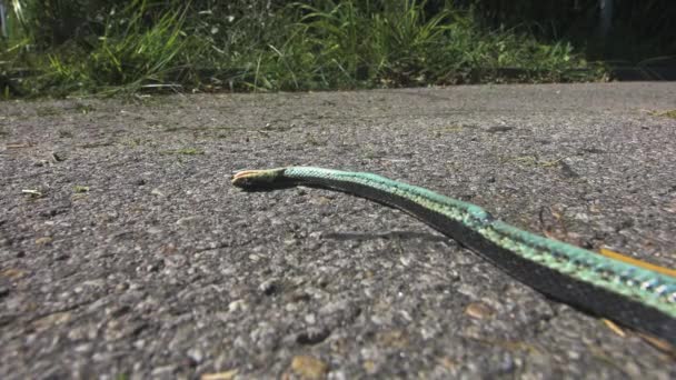 Dead Snake Agonising Hot Summer Day Concrete — Wideo stockowe