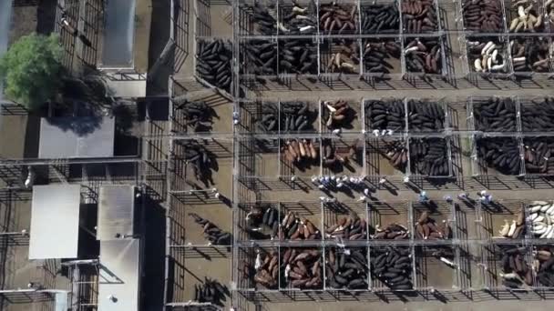 Birds Eye View Black Brown Cattle Corrals Being Sold Live – Stock-video