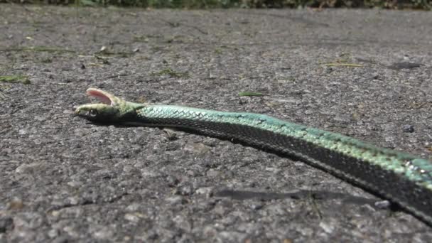 Dead Snake Living His Last Moments Concrete Hot Summer Day — 图库视频影像