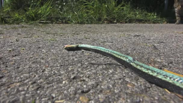 Dead Snake Agonising Hot Summer Day Concrete While Cat Passes — Vídeos de Stock