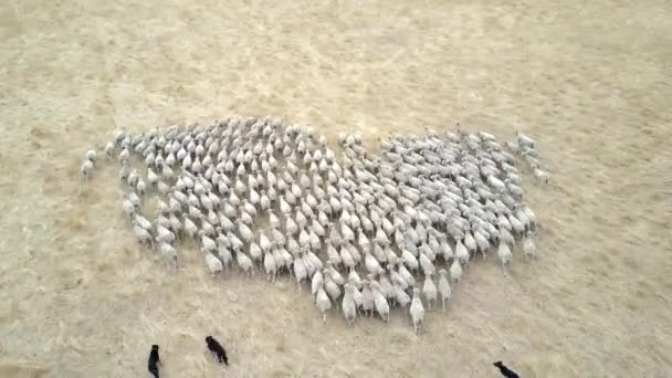Trained Sheepdogs Working Hard Herding Flock Sheep Large Commercial Farm — Video
