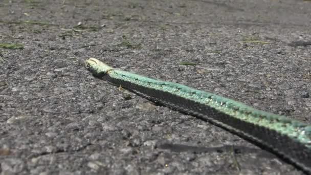 Dead Snake Agonising His Last Moments Hot Summer Day Concrete — Wideo stockowe