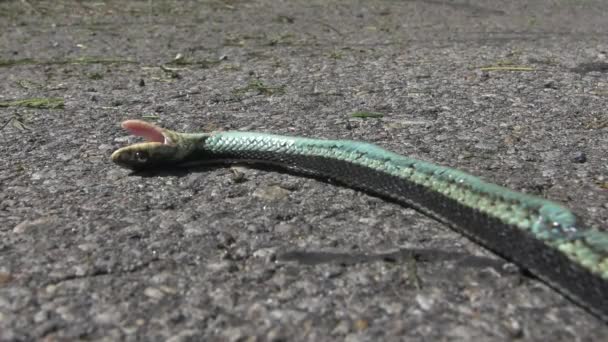 Dead Snake Giving Out His Last Breath Concrete Hot Summer — Vídeo de stock