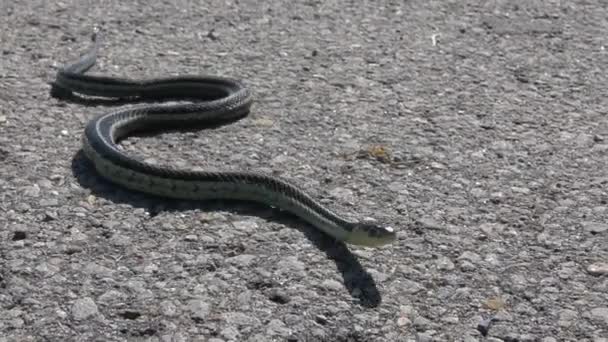 Απειλώντας Φίδι Σέρνεται Προς Μέρος Σας Στο Τσιμέντο Αργή Κίνηση — Αρχείο Βίντεο