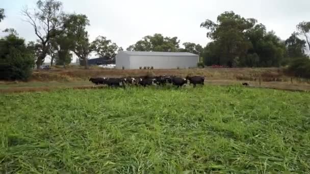 Young Healthy Dairy Cattle Being Herded Lush Green Area Farmland — Stockvideo