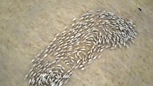 Rotating Aerial View Sheep Being Herded Outback Farm Australia — Vídeos de Stock