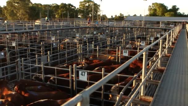 Vast Cattle Market Cattle Penned Close Quarters Wait Trading Commence — Vídeos de Stock