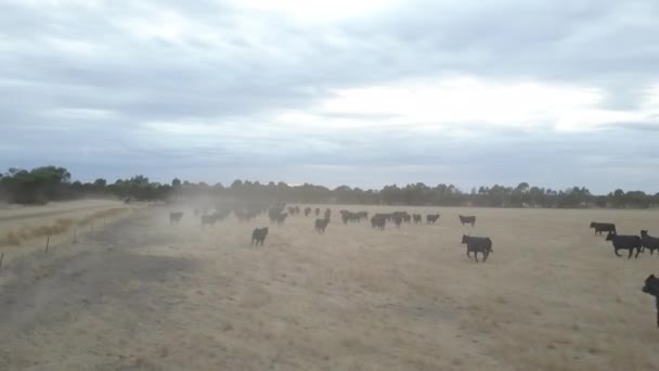 Aerial View Flying Herd Black Cattle Run Dry Grassy Farmland — Stockvideo