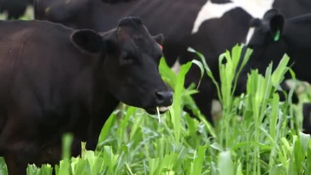 Fat Dairy Cows Eating Field Dense Green Vegetation — ストック動画