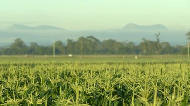 Dense Agricultural Vegetation Going Distance — Video