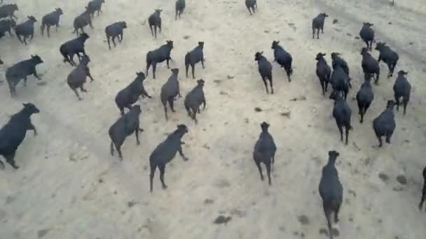 Kicking Dust Run Herd Black Cattle Moves Flat Outback Terrain — Stockvideo