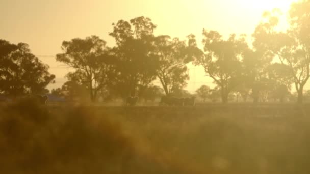 Silhouetted Evening Sun Flock Sheep Run Field Kicking Dust Wake — Stockvideo