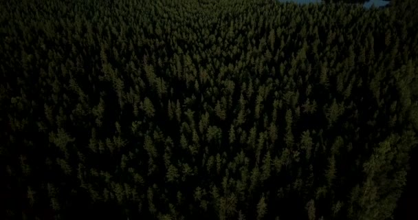 Editorial Aerial Slow Tilt Pine Woods Skerries Baltic Sea High — Vídeo de Stock