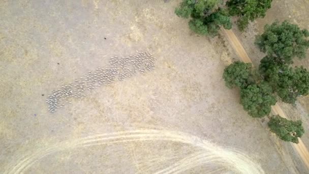 High Altitude Top Aerial View Sheep Flock Being Herded Sheepdog — 비디오