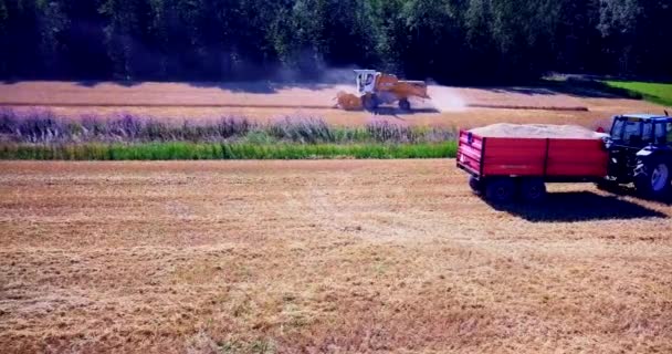 Aerial Combine Harvester Wheat Field Color Corrected Graded — Video Stock