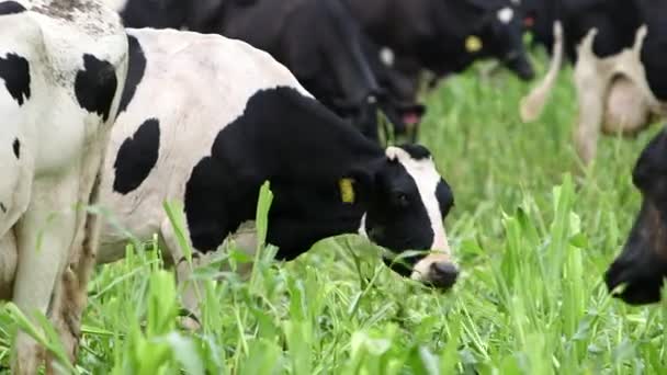 Healthy Happy Cattle Graze Lush Vegetation Outdoors Overcast Day — Stockvideo