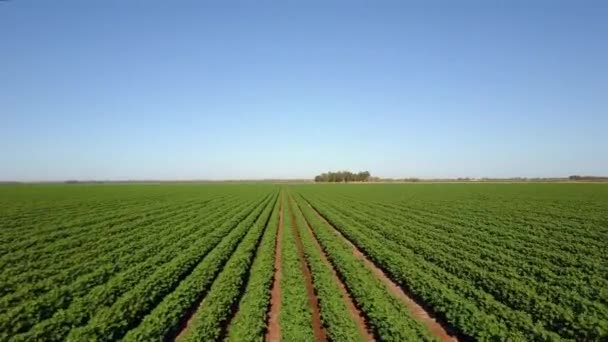 Aerial View Vast Rows Green Farm Crops Clear Blue Sky — Stock video