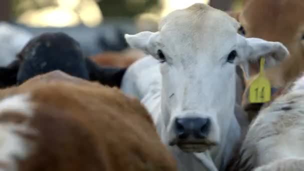 Individual White Cow Stands Out Pauses Dramatically Thinking Deeply While — Stock videók