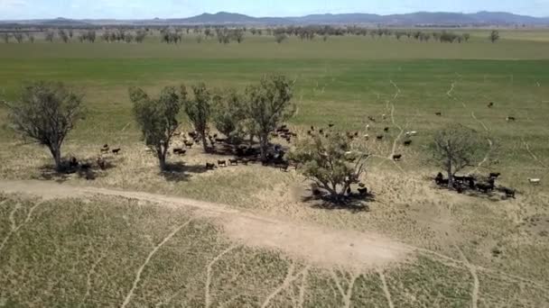 Drone Aerial Cattle Cows Grazing Field Meadow Farmer Drives Four — ストック動画