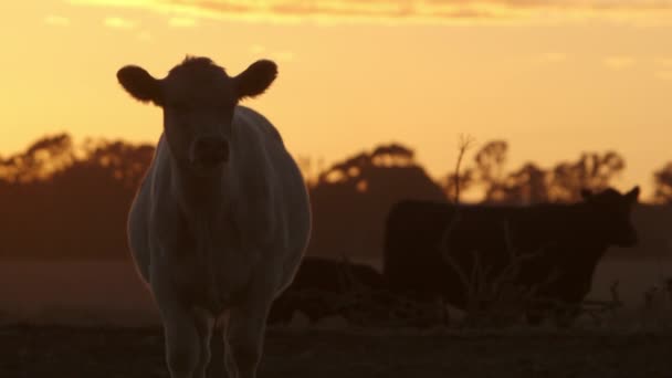 Cute White Cow Backlit Golden Dusk Sky Facing Camera Walking — Wideo stockowe