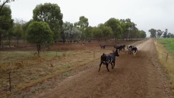 Aerial Shot Group Cattle Moving Dirt Road Field — Stockvideo