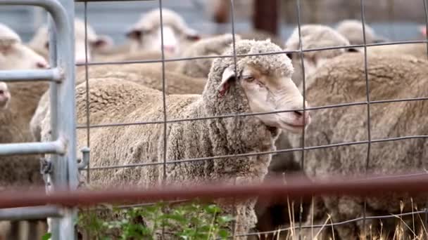 Cute Tagged Wooly Sheep Stand Fence Farmland — 图库视频影像