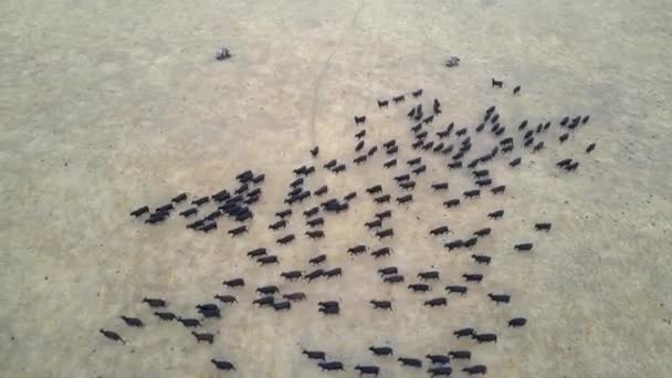 High Large Herd Cattle Look Ants Golden Outback Landscape — Vídeos de Stock