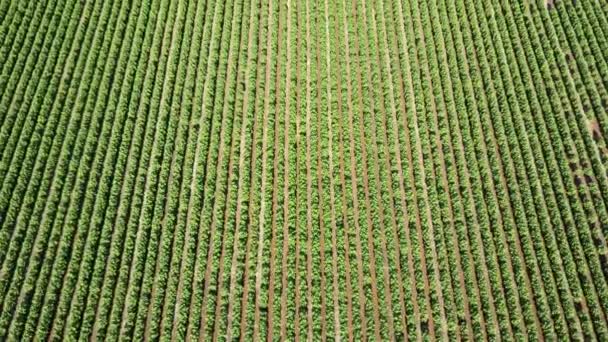 Epic Aerial View Vast Green Crop Endless Rows Green Vegetation — Stockvideo