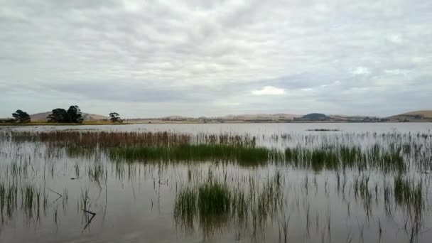 Basso Volo Aereo Sul Lago Pieno Canne Sporgenti Dall Acqua — Video Stock