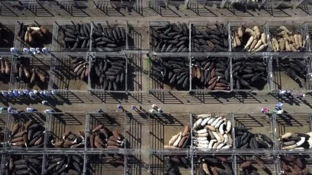 Overhead View Cattle Yard Pens Sale Outback Country Town Australia — ストック動画